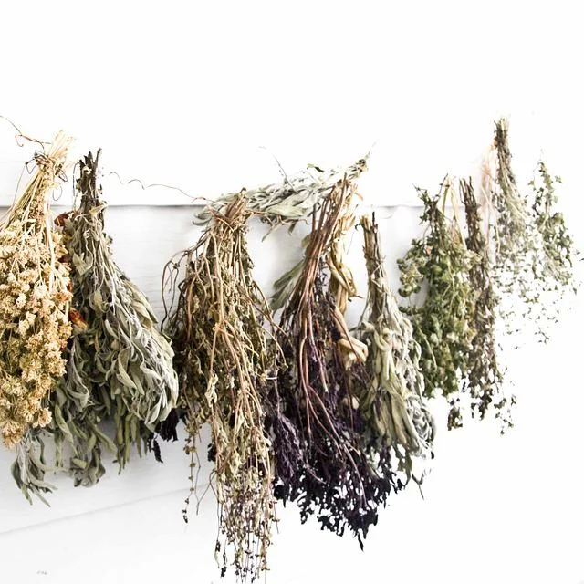 Bundles of dried herbs hanging against a light wall