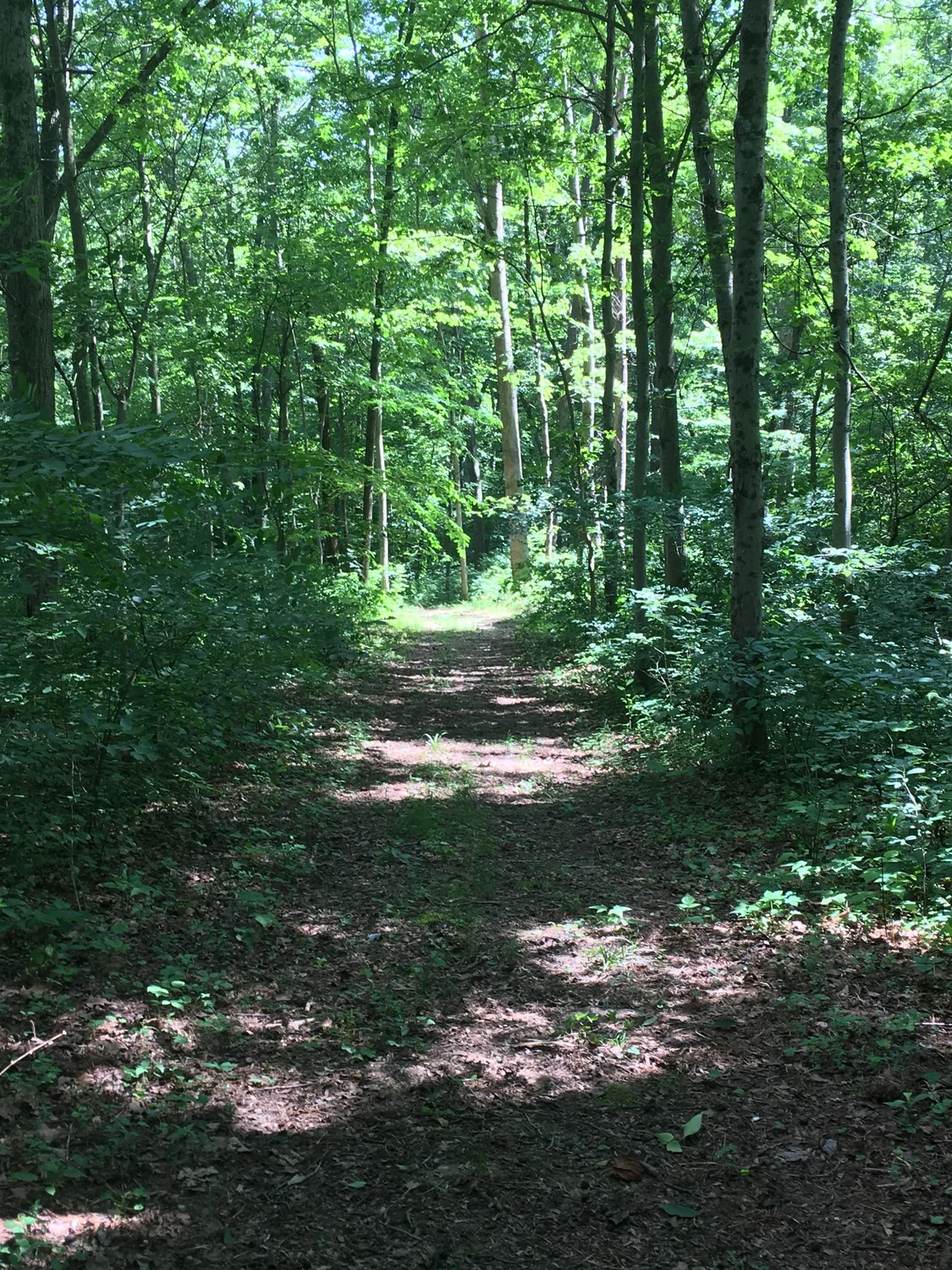 A wooded path leading through green trees