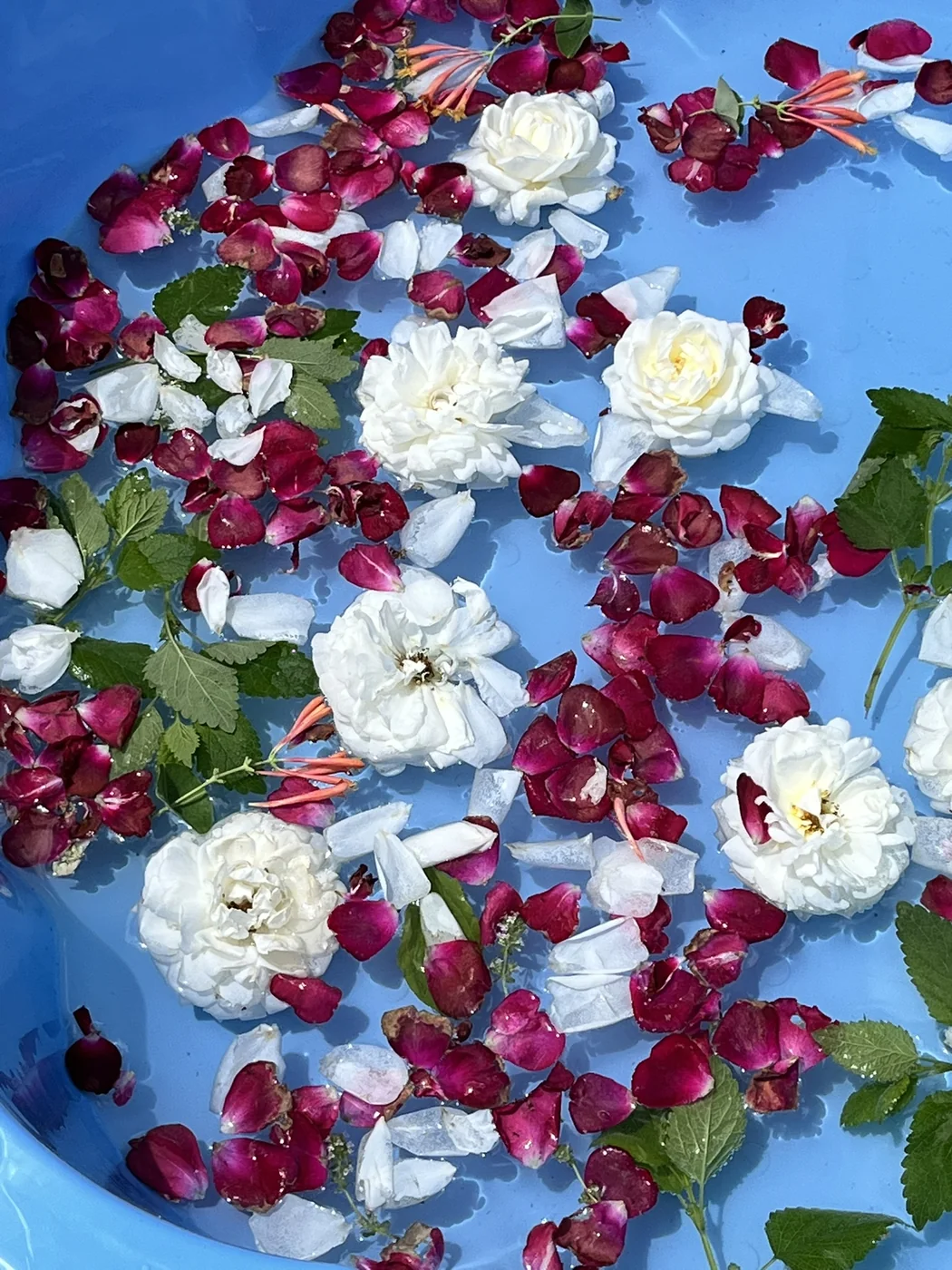 Floating rose petals and white flowers in ritual water
